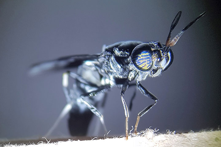 Residue repurposed – from biogas to black soldier fly larvae