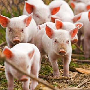 Perlac® 850: uma fonte premium de lactose para animais jovens